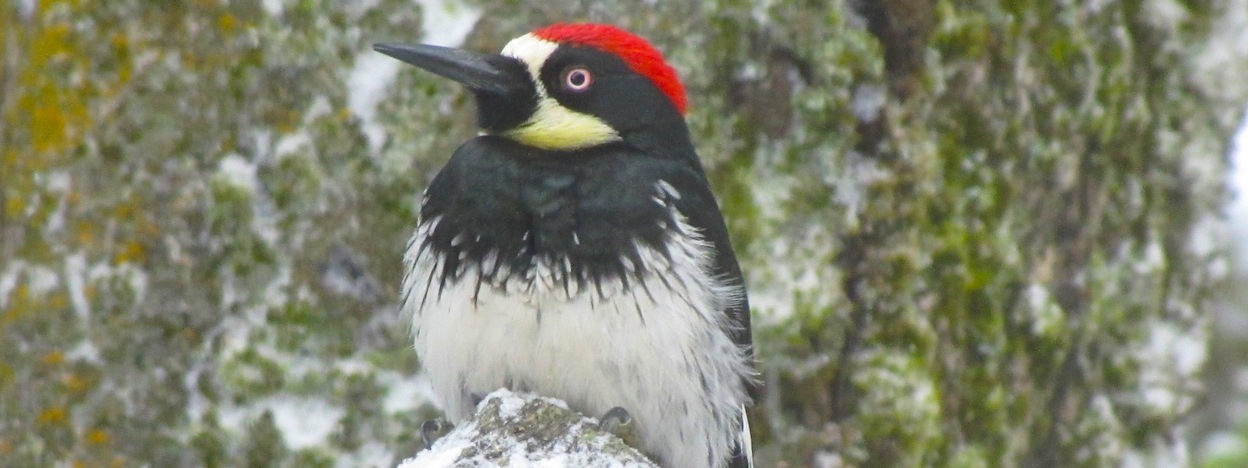 https://www.californiaoverland.com/wp-content/uploads/2012/09/acorn-woodpecker-Julian.jpg