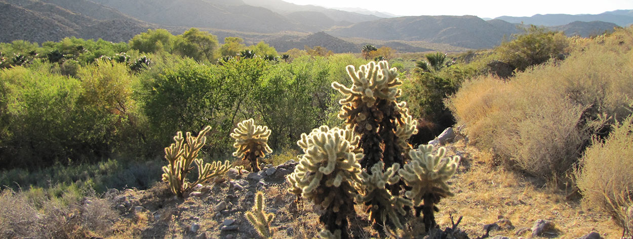 https://www.californiaoverland.com/wp-content/uploads/2012/09/anza-backlit-cholla-1250.jpg