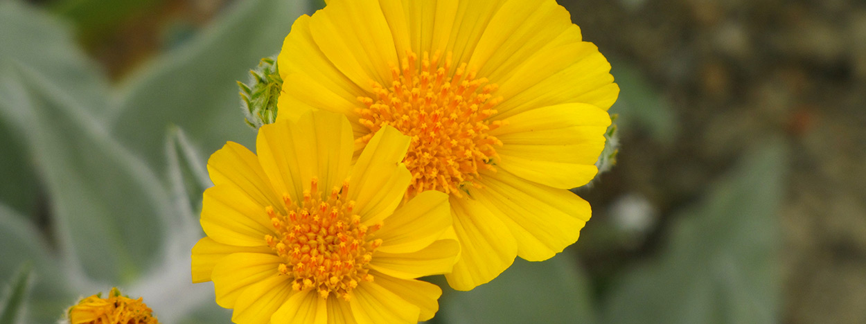 https://www.californiaoverland.com/wp-content/uploads/2012/09/desert-flower-detail1-1250.jpg