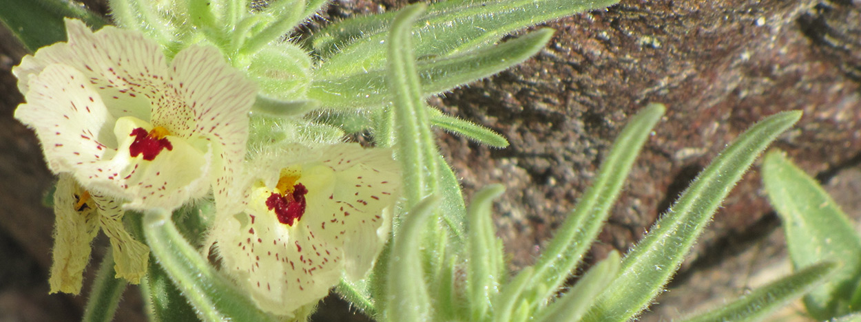 https://www.californiaoverland.com/wp-content/uploads/2012/09/desert-flower-detail2-1250.jpg