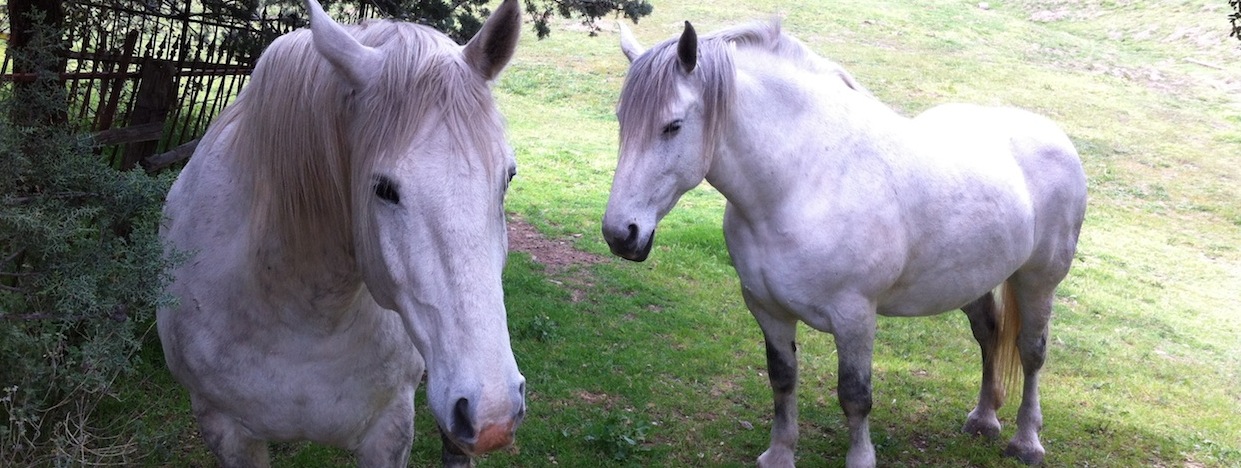 https://www.californiaoverland.com/wp-content/uploads/2012/09/two-white-horses-Julian.jpg