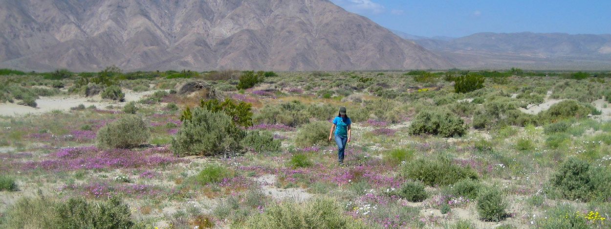 https://www.californiaoverland.com/wp-content/uploads/2012/09/walking-desert-flower-tour-1250.jpg